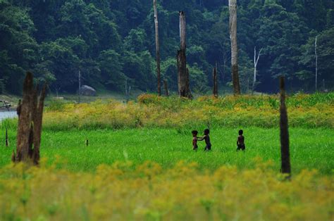 Royal Belum Rainforest: A Lush Paradise for the Adventurous Soul!