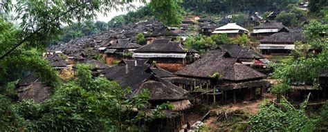 Wild and Enchanting: Discover the Untamed Beauty of the  Nannuo Mountain Tea Plantation!